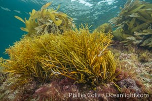 Marina algae, Stephanocystis dioica, Stephanocystis dioica, Catalina Island