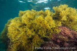 Marina algae, Stephanocystis dioica, Stephanocystis dioica, Catalina Island