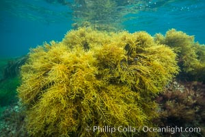 Marina algae, Stephanocystis dioica, Stephanocystis dioica, Catalina Island