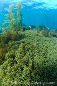 Marine algae, various species, in shallow water underwater, Catalina Island