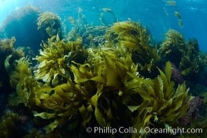 Southern sea palms, palm kelp, Marine algae, various species, in shallow water underwater, Catalina Island
