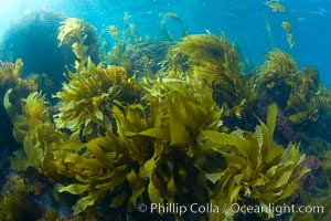 Marine algae, various species, in shallow water underwater, Catalina Island