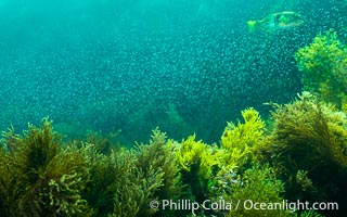 Marine Algae and Mysid Shrimp, Kangaroo Island, South Australia