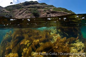 Feather boa kelp and other marine algae cover the rocky reef.