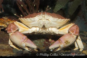 Unidentified marine crab