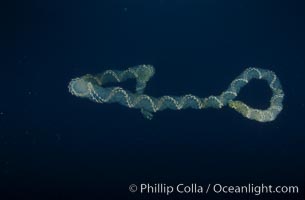 Unidentified marine gelatinous zooplankton, San Clemente Island
