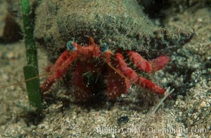 Unidentified marine hermit crab, Monterey, California