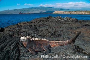 Marine iguana, Amblyrhynchus cristatus, James Island