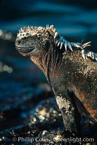 Marine iguana, Punta Espinosa, Amblyrhynchus cristatus, Fernandina Island