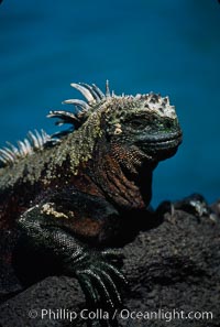 Marine iguana, Punta Espinosa, Amblyrhynchus cristatus, Fernandina Island