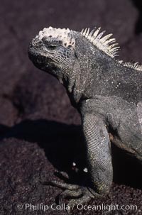 Marine iguana, Punta Espinosa, Amblyrhynchus cristatus, Fernandina Island