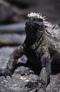 Marine iguana, Punta Espinosa, Amblyrhynchus cristatus, Fernandina Island