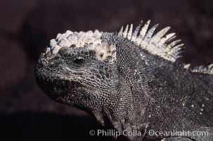 Marine iguana, Punta Espinosa, Amblyrhynchus cristatus, Fernandina Island