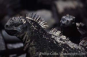 Marine iguana, Punta Espinosa, Amblyrhynchus cristatus, Fernandina Island