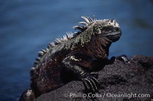 Marine iguana, Punta Espinosa, Amblyrhynchus cristatus, Fernandina Island