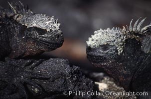 Marine iguana, Punta Espinosa, Amblyrhynchus cristatus, Fernandina Island