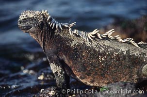 Marine iguana, Punta Espinosa, Amblyrhynchus cristatus, Fernandina Island