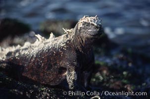 Marine iguana, Punta Espinosa, Amblyrhynchus cristatus, Fernandina Island