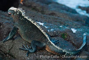 Marine iguana, Punta Espinosa, Amblyrhynchus cristatus, Fernandina Island