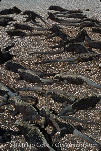 Marine iguana, Punta Espinosa, Amblyrhynchus cristatus, Fernandina Island