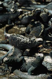 Marine iguana, Punta Espinosa, Amblyrhynchus cristatus, Fernandina Island