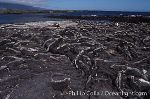 Marine iguana, Punta Espinosa, Amblyrhynchus cristatus, Fernandina Island