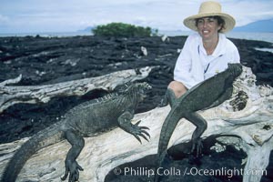 Marine iguanas, Punta Espinosa, Amblyrhynchus cristatus, Fernandina Island