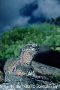 Marine iguana, Punta Espinosa, Amblyrhynchus cristatus, Fernandina Island