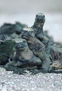 Marine iguanas, Punta Espinosa, Amblyrhynchus cristatus, Fernandina Island