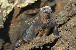 Marine iguana on volcanic rocks at the oceans edge, Punta Albemarle, Amblyrhynchus cristatus, Isabella Island