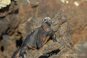 Marine iguana on volcanic rocks at the oceans edge, Punta Albemarle, Amblyrhynchus cristatus, Isabella Island