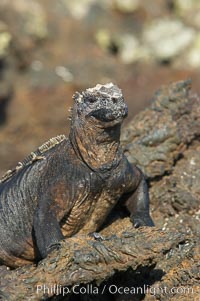 Marine iguana on volcanic rocks at the oceans edge, Punta Albemarle, Amblyrhynchus cristatus, Isabella Island