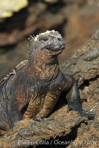 Marine iguana on volcanic rocks at the oceans edge, Punta Albemarle, Amblyrhynchus cristatus, Isabella Island