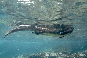 Marine iguana, underwater, forages for green algae that grows on the lava reef, Amblyrhynchus cristatus, Bartolome Island