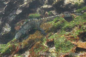 Marine iguana, underwater, forages for green algae that grows on the lava reef, Amblyrhynchus cristatus, Bartolome Island