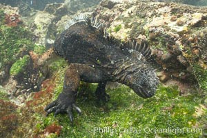 Marine iguana, underwater, forages for green algae that grows on the lava reef, Amblyrhynchus cristatus, Bartolome Island