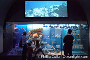 Visitors admire the marine life displays at the Milstein Hall of Ocean Life, American Museum of Natural History, New York City