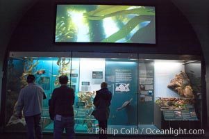 Visitors admire the marine life displays at the Milstein Hall of Ocean Life, American Museum of Natural History, New York City