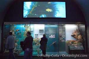 Visitors admire the marine life displays at the Milstein Hall of Ocean Life, American Museum of Natural History, New York City