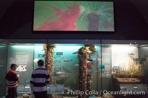 Visitors admire the marine life displays at the Milstein Hall of Ocean Life, American Museum of Natural History, New York City