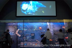 Visitors admire the marine life displays at the Milstein Hall of Ocean Life, American Museum of Natural History, New York City