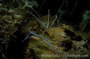 Unidentified marine shrimp, Roatan