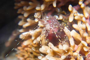 Unidentified marine shrimp, California