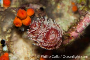 Unidentified marine worm