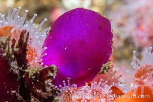 Maripelta rotata, Red algae, San Diego, Maripelta rotata