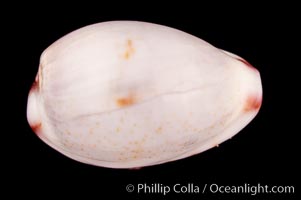 Marked Graceful Cowrie, Cypraea gracilis notata