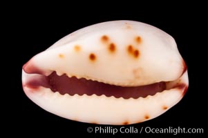 Marked Graceful Cowrie, Cypraea gracilis notata