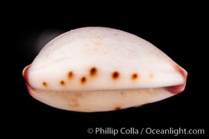 Marked Graceful Cowrie, Cypraea gracilis notata