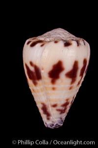 Marriage Cone, Conus sponsalis