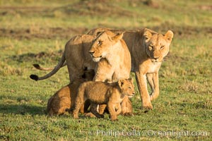 Marsh pride of lions, Maasai Mara National Reserve, Kenya, Panthera leo